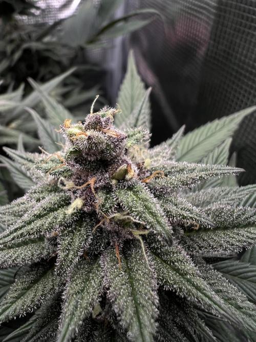 FastBuds - Tropicana Cookies FF. Week 12