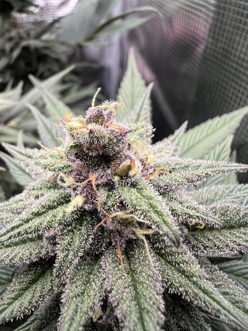 FastBuds - Tropicana Cookies FF. Week 12