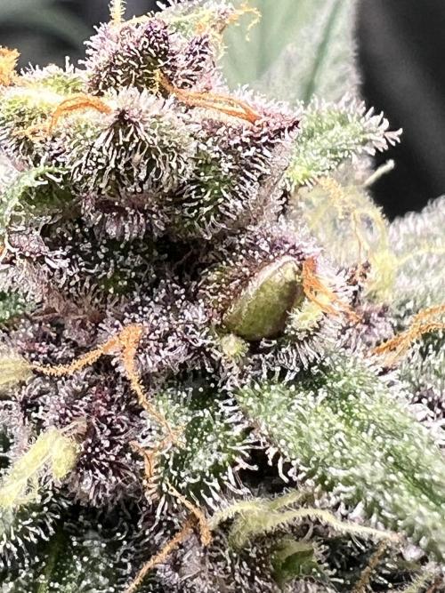 FastBuds - Tropicana Cookies FF. Week 12