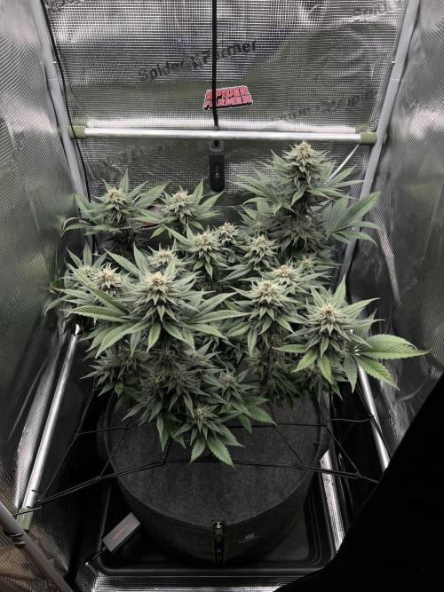 FastBuds - Tropicana Cookies FF. Week 12