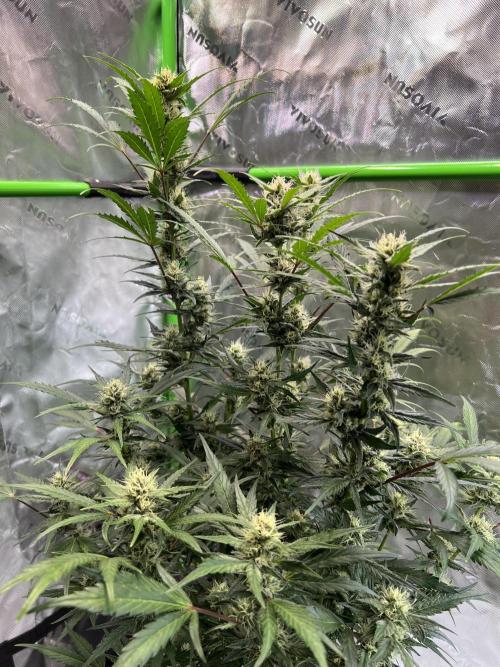 GoodGenetix | Thundae-G Auto. Week 6