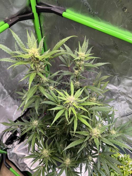 GoodGenetix | Thundae-G Auto. Week 6