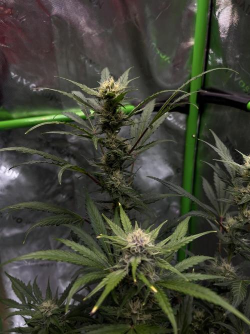 GoodGenetix | Thundae-G Auto. Week 6
