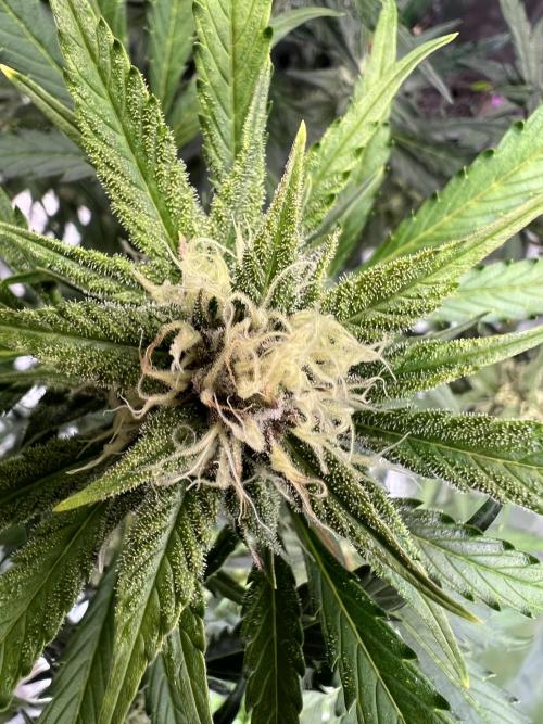 GoodGenetix | Thundae-G Auto. Week 6