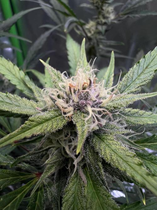 GoodGenetix | Thundae-G Auto. Week 6