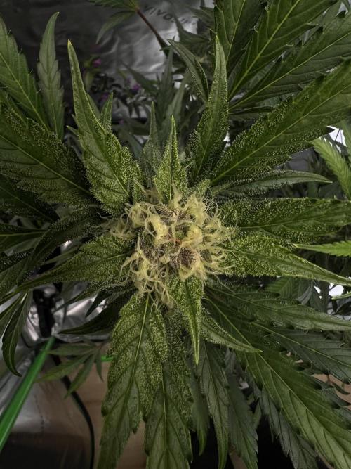 GoodGenetix | Thundae-G Auto. Week 6