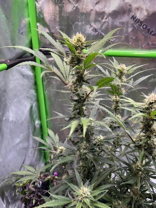 GoodGenetix | Thundae-G Auto. Week 6