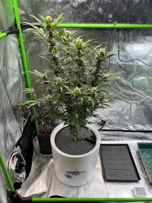 GoodGenetix | Thundae-G Auto. Week 6