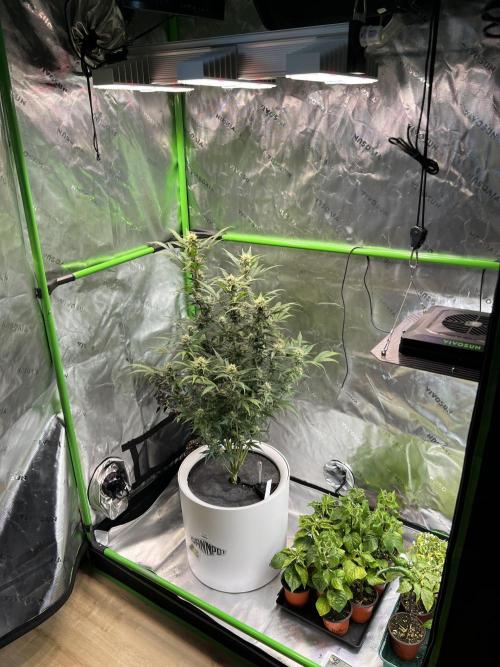 GoodGenetix | Thundae-G Auto. Week 6