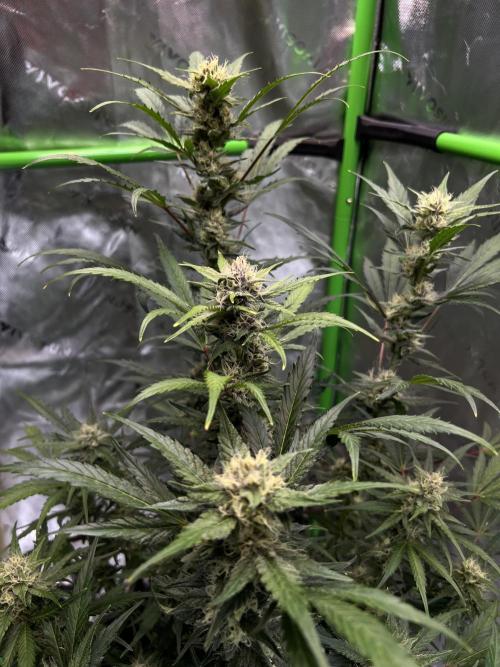 GoodGenetix | Thundae-G Auto. Week 6