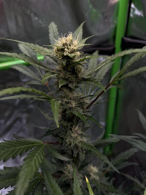 GoodGenetix | Thundae-G Auto. Week 6