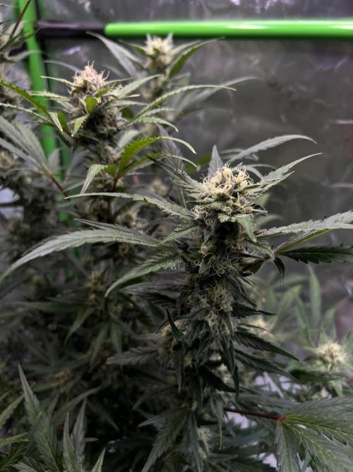 GoodGenetix | Thundae-G Auto. Week 6