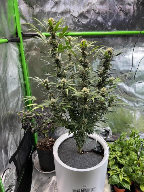 GoodGenetix | Thundae-G Auto. Week 7