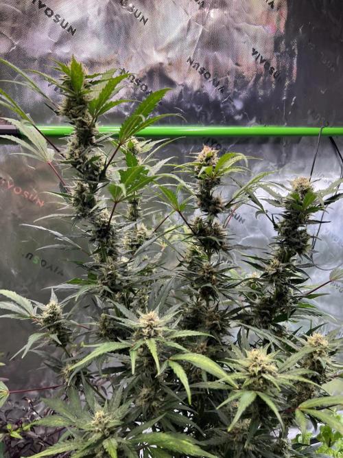 GoodGenetix | Thundae-G Auto. Week 7