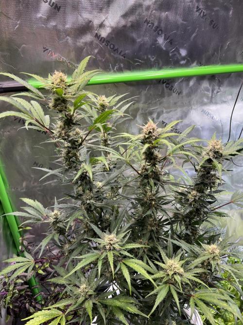 GoodGenetix | Thundae-G Auto. Week 7