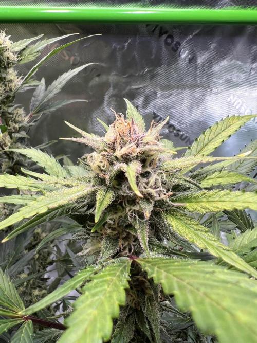 GoodGenetix | Thundae-G Auto. Week 7