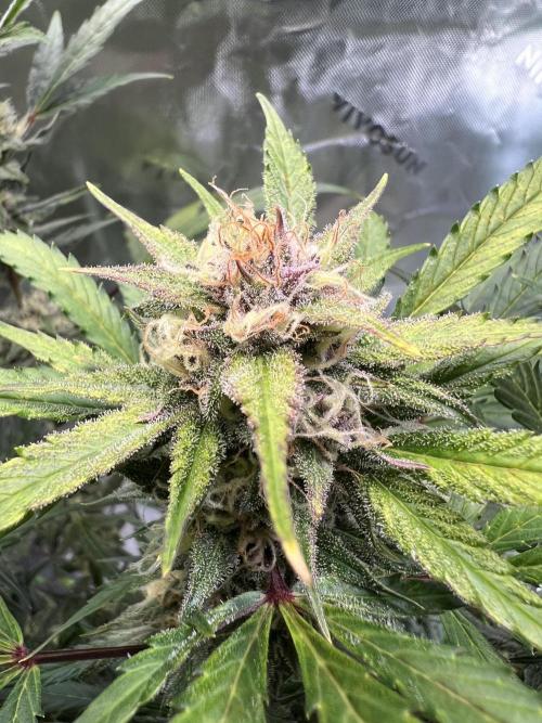 GoodGenetix | Thundae-G Auto. Week 7