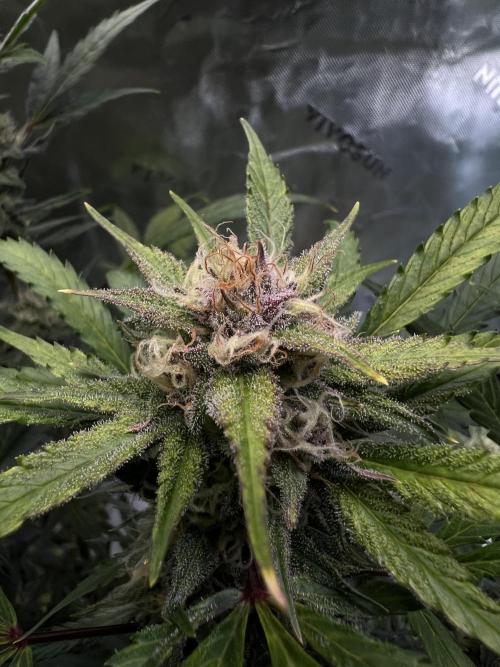 GoodGenetix | Thundae-G Auto. Week 7