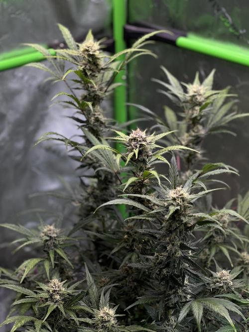 GoodGenetix | Thundae-G Auto. Week 7