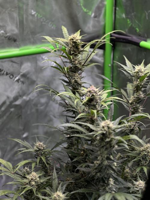 GoodGenetix | Thundae-G Auto. Week 7
