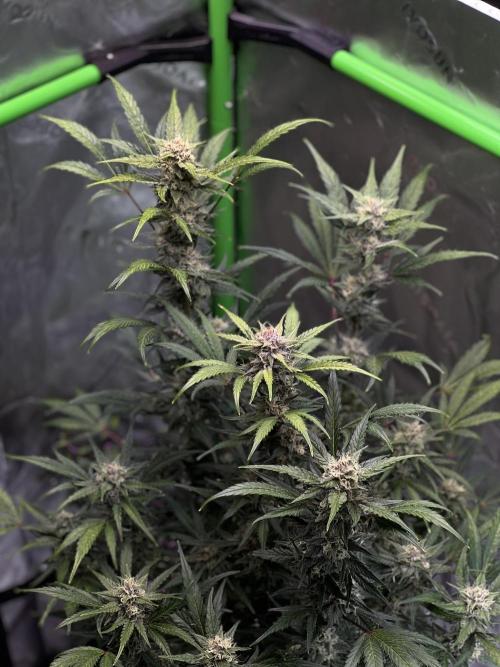 GoodGenetix | Thundae-G Auto. Week 7