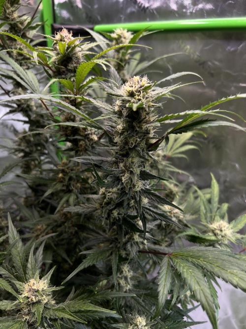 GoodGenetix | Thundae-G Auto. Week 7