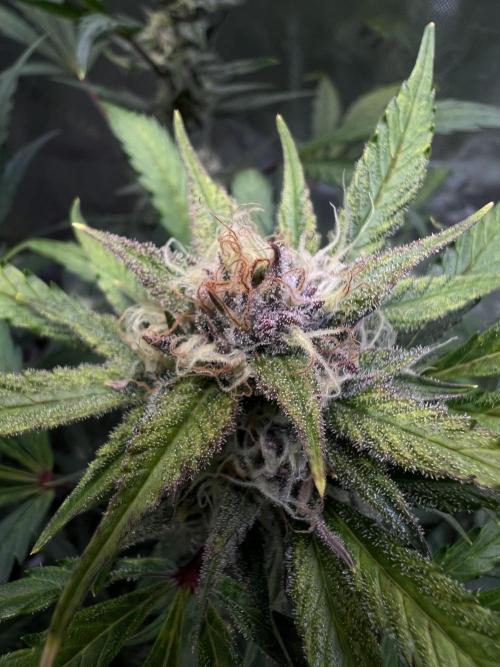 GoodGenetix | Thundae-G Auto. Week 7