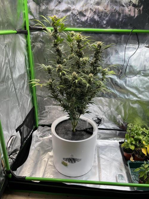 GoodGenetix | Thundae-G Auto. Week 7