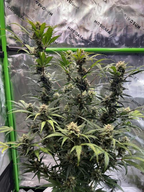 GoodGenetix | Thundae-G Auto. Week 7