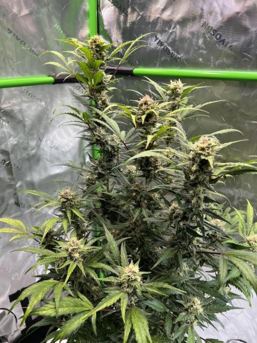 GoodGenetix | Thundae-G Auto. Week 7