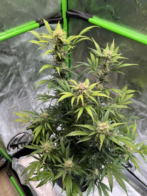 GoodGenetix | Thundae-G Auto. Week 7