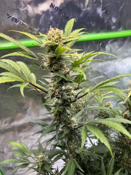 GoodGenetix | Thundae-G Auto. Week 7