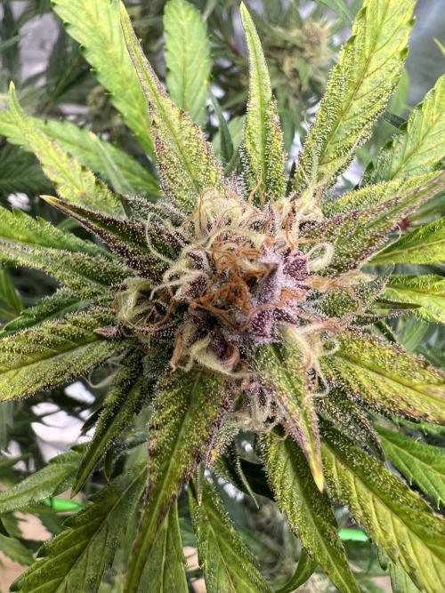 GoodGenetix | Thundae-G Auto. Week 7