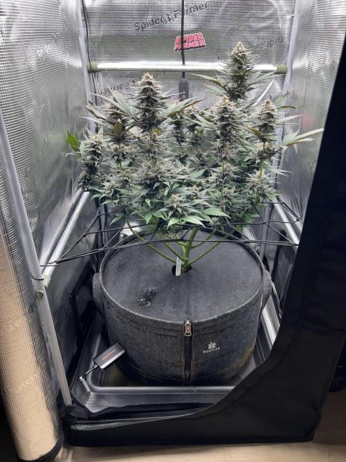 FastBuds - Tropicana Cookies FF. Week 13