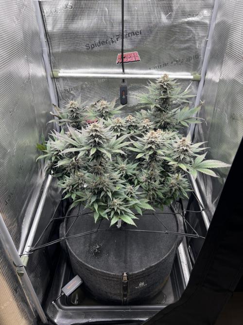 FastBuds - Tropicana Cookies FF. Week 13