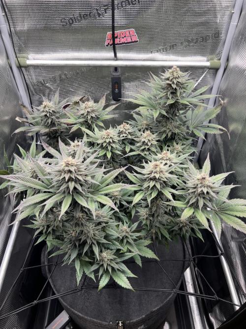 FastBuds - Tropicana Cookies FF. Week 13