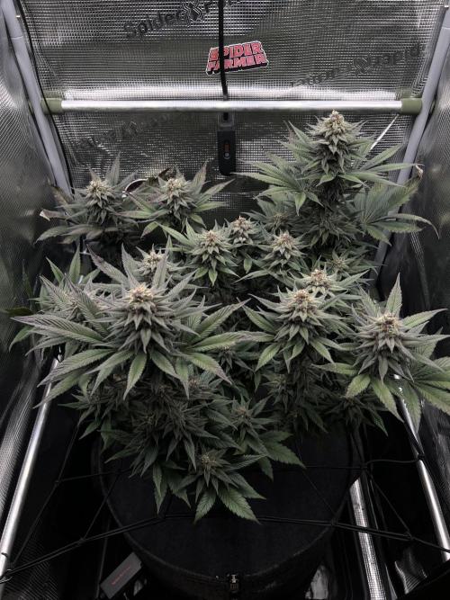 FastBuds - Tropicana Cookies FF. Week 13