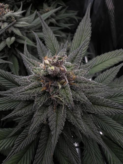 FastBuds - Tropicana Cookies FF. Week 13