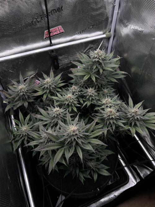 FastBuds - Tropicana Cookies FF. Week 13