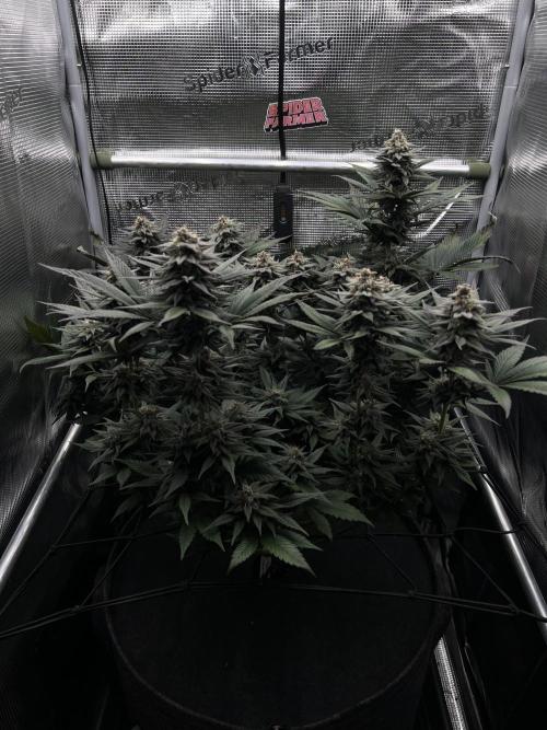 FastBuds - Tropicana Cookies FF. Week 13