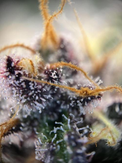 FastBuds - Tropicana Cookies FF. Week 13