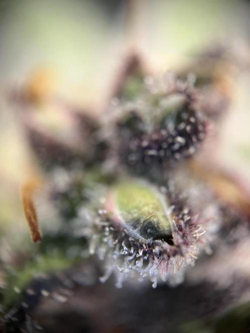 FastBuds - Tropicana Cookies FF. Week 13