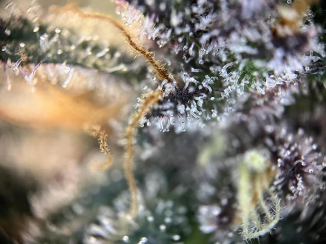 FastBuds - Tropicana Cookies FF. Week 13
