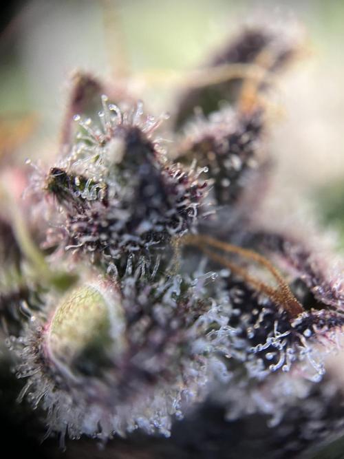 FastBuds - Tropicana Cookies FF. Week 13