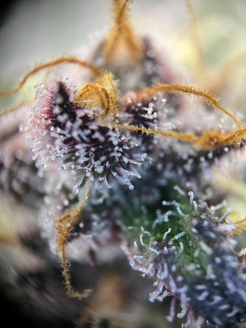 FastBuds - Tropicana Cookies FF. Week 13