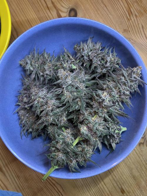 FastBuds - Tropicana Cookies FF. Week 14
