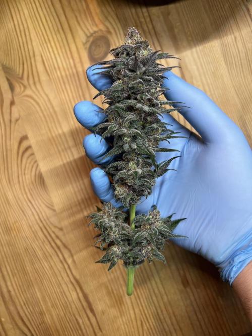 FastBuds - Tropicana Cookies FF. Week 14