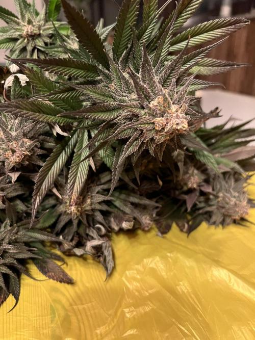 FastBuds - Tropicana Cookies FF. Week 14