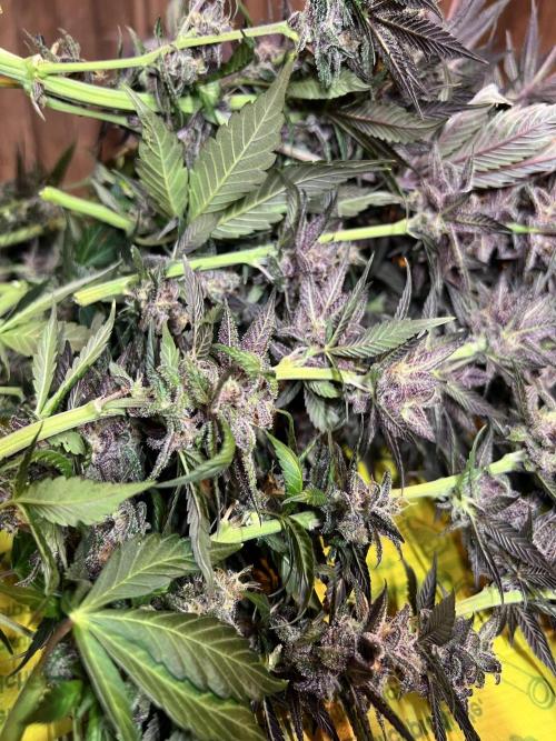 FastBuds - Tropicana Cookies FF. Week 14