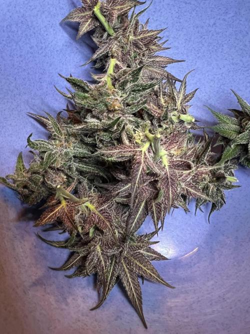 FastBuds - Tropicana Cookies FF. Week 14